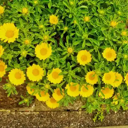 Foto von Dukatenblume (Asteriscus maritimus)