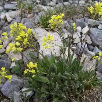 Foto von Glatt-Brillenschötchen (Biscutella laevigata)