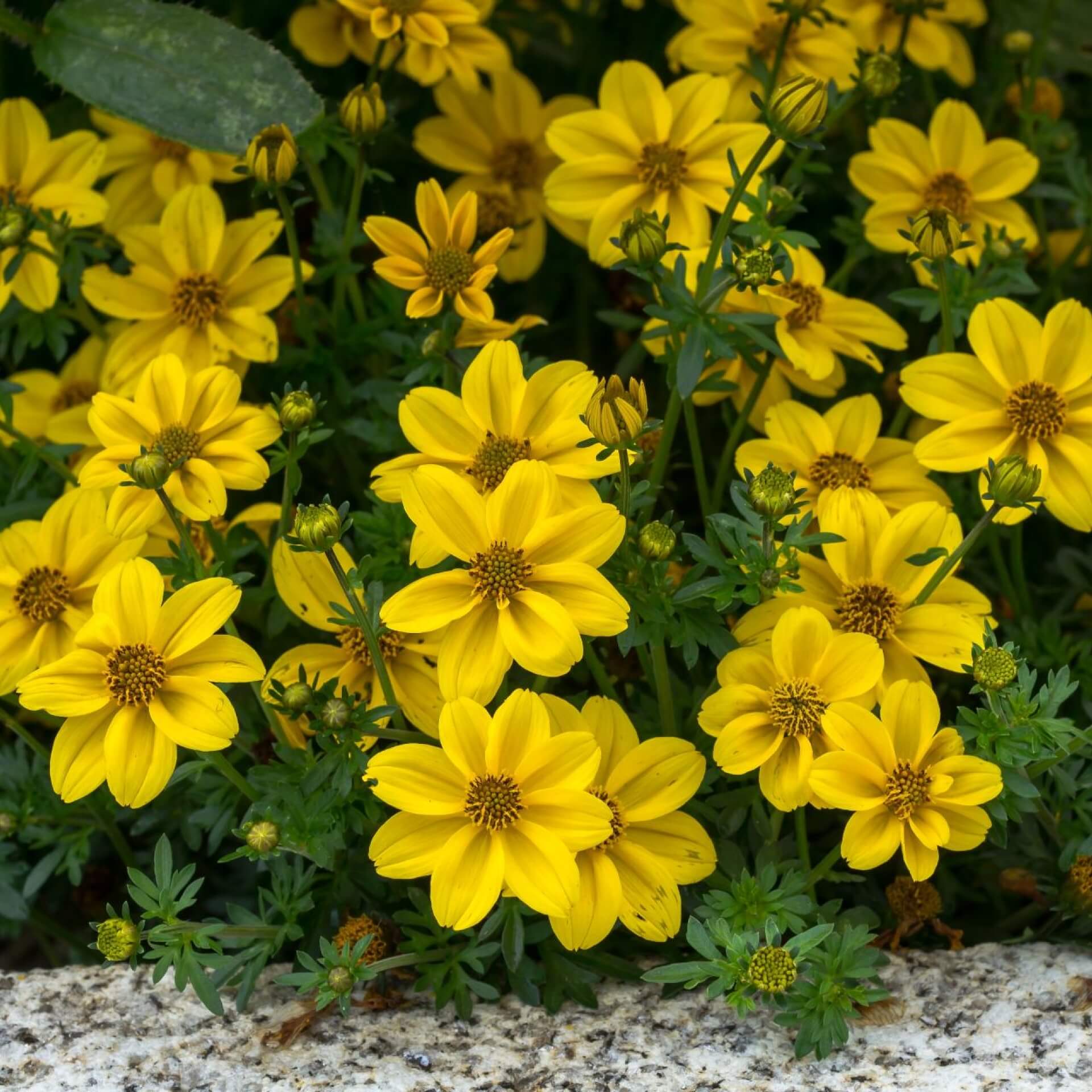 Goldmarie (Bidens ferulifolia)