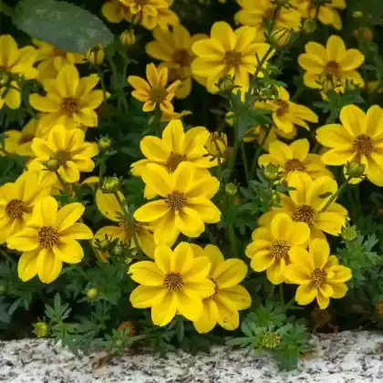 Foto von Goldmarie (Bidens ferulifolia)