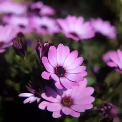 Foto von Kapkörbchen (Osteospermum ecklonis)