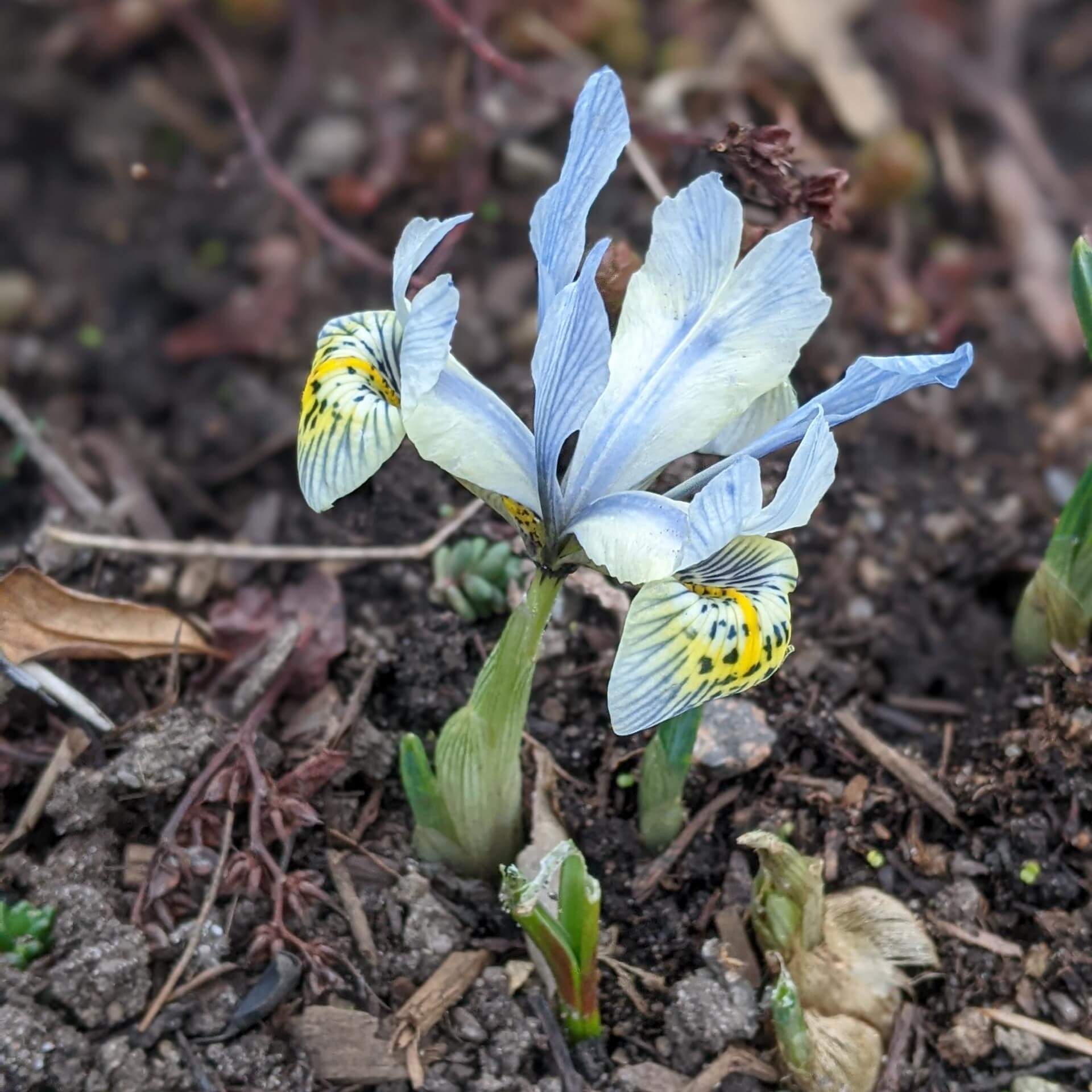 Zwerg-Iris 'Katherine Hodgkin' (Iris reticulata 'Katherine Hodgkin')