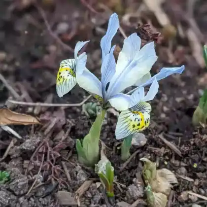 Foto von Zwerg-Iris 'Katherine Hodgkin' (Iris reticulata 'Katherine Hodgkin')