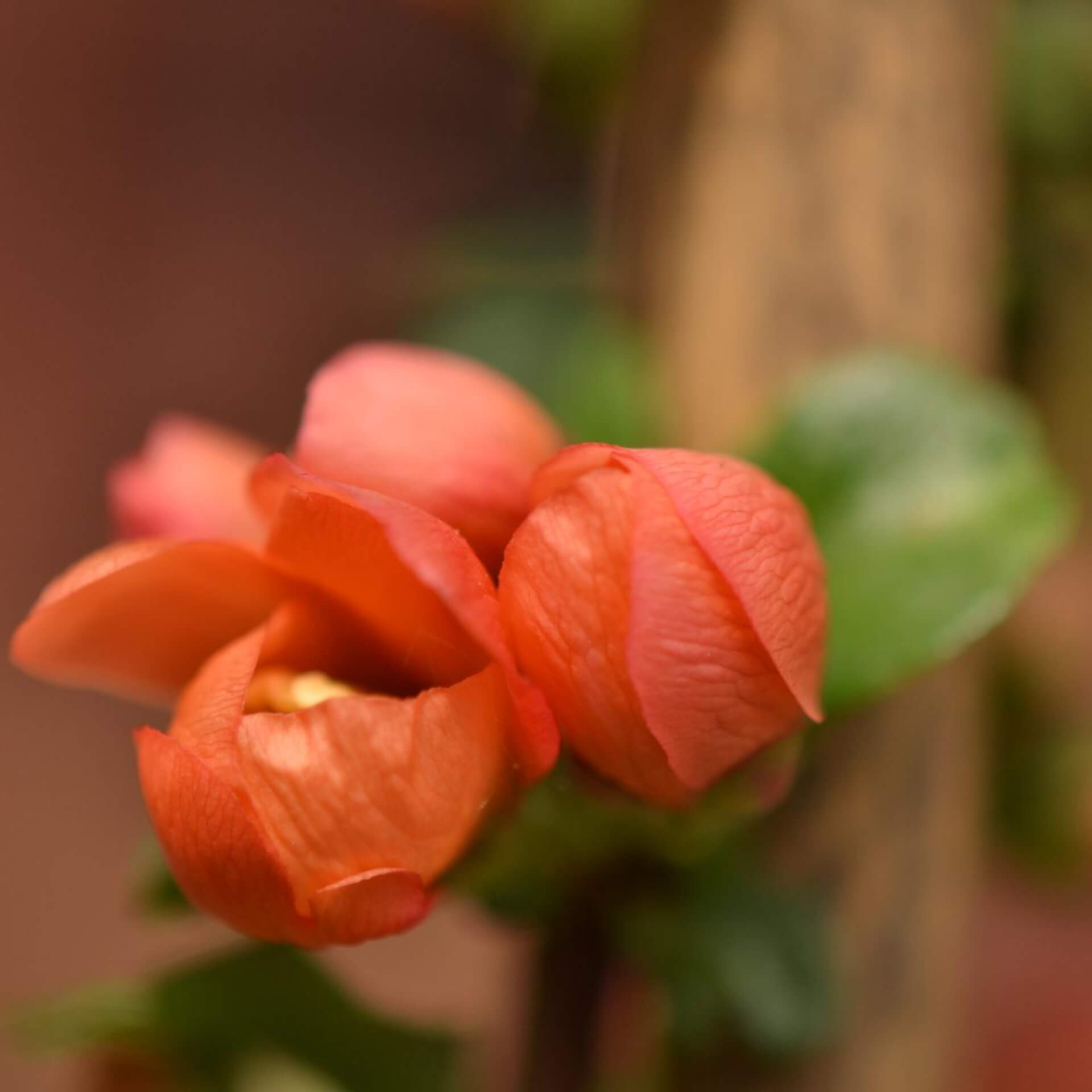 Japanische Zierquitte 'Cido'® (Chaenomeles japonica 'Cido')
