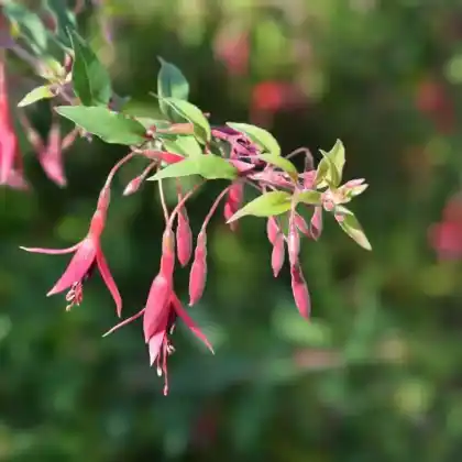 Foto von Scharlach-Fuchsie 'Gracilis' (Fuchsia magellanica 'Gracilis')