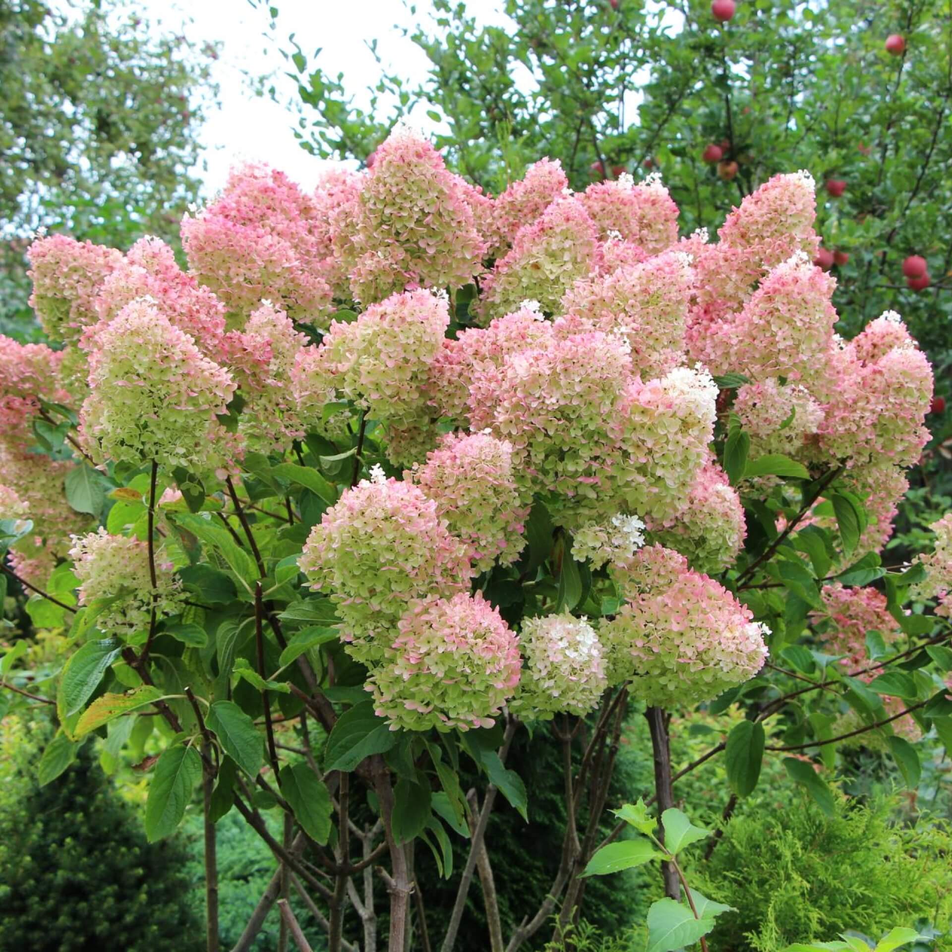 Rispenhortensie 'Grandiflora' (Hydrangea paniculata 'Grandiflora')