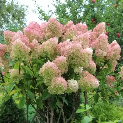 Foto von Rispenhortensie 'Grandiflora' (Hydrangea paniculata 'Grandiflora')