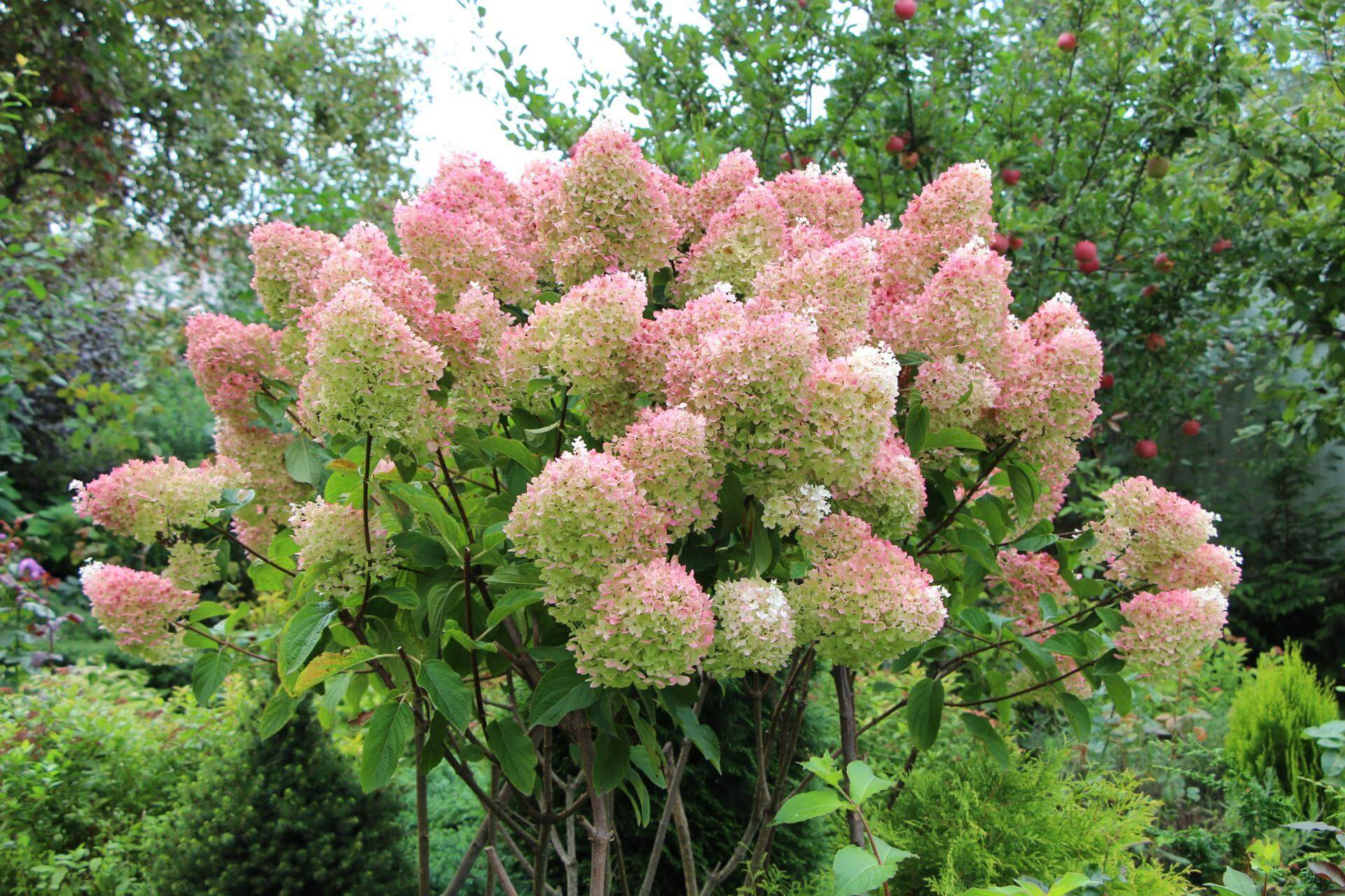 Rispenhortensie 'Grandiflora' / Hydrangea paniculata 'Grandiflora'