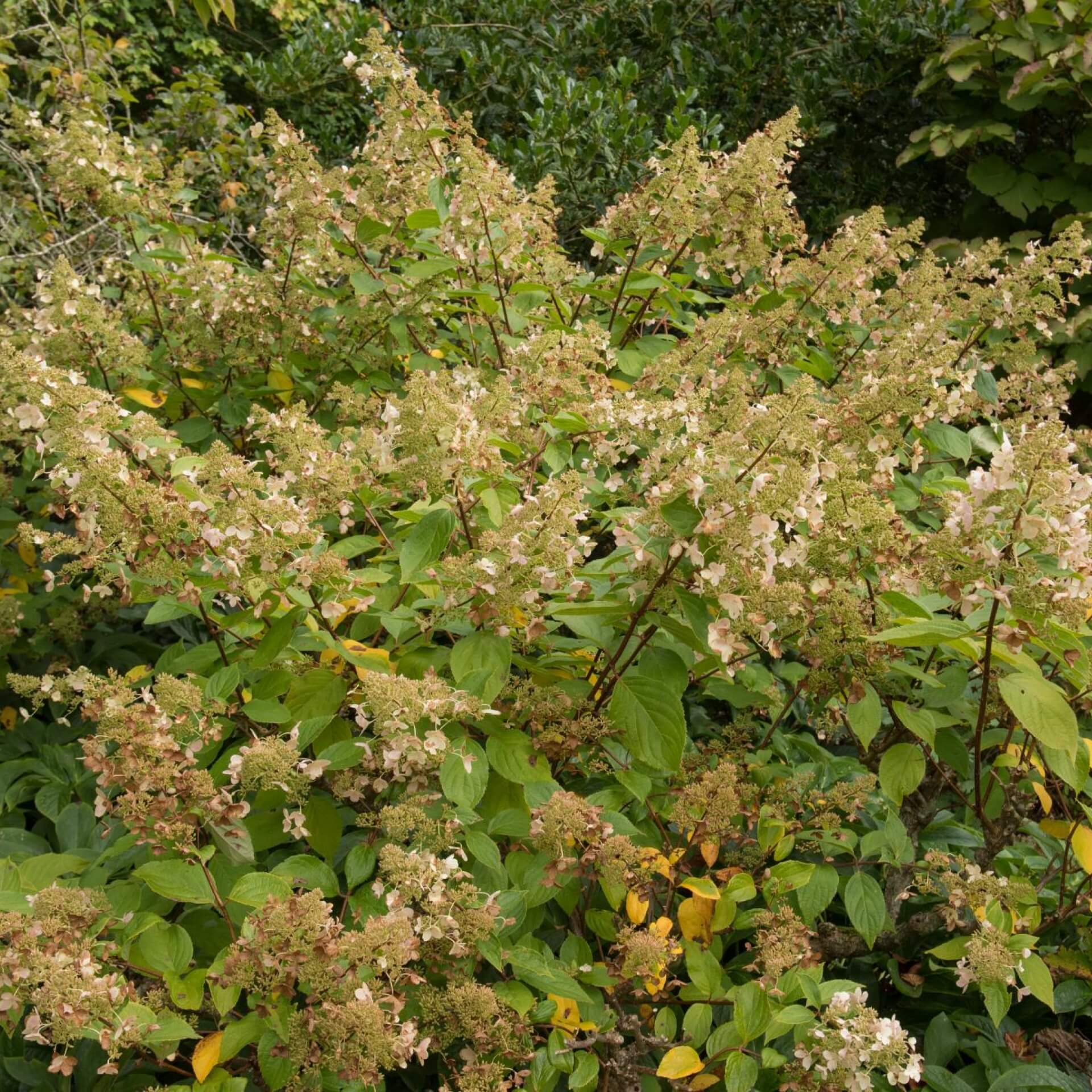 Rispenhortensie 'Kyushu' (Hydrangea paniculata 'Kyushu')