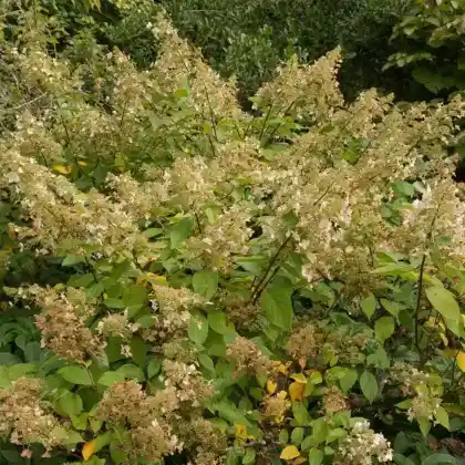 Foto von Rispenhortensie 'Kyushu' (Hydrangea paniculata 'Kyushu')