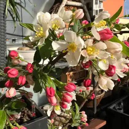 Foto von Zierapfel 'Tina' (Malus sargentii 'Tina')