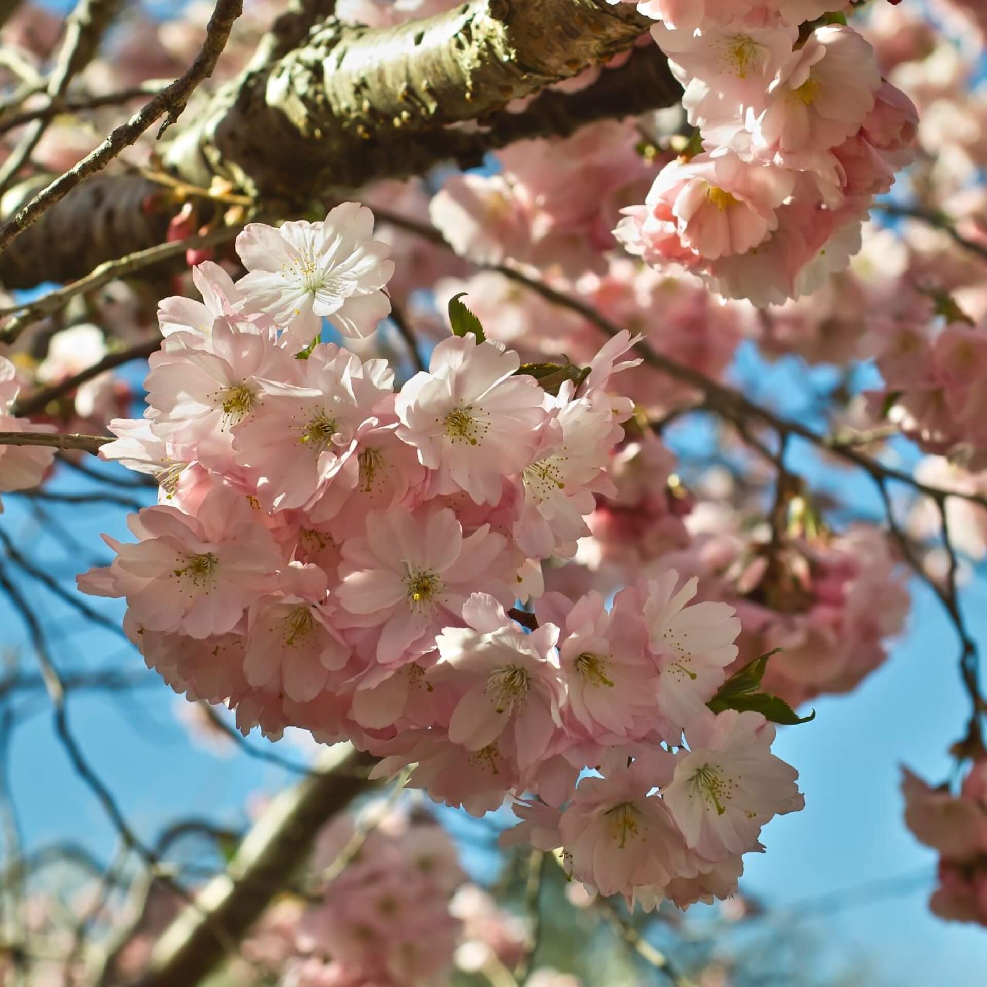 Frühjahrskirsche 'Accolade' (Prunus subhirtella 'Accolade')