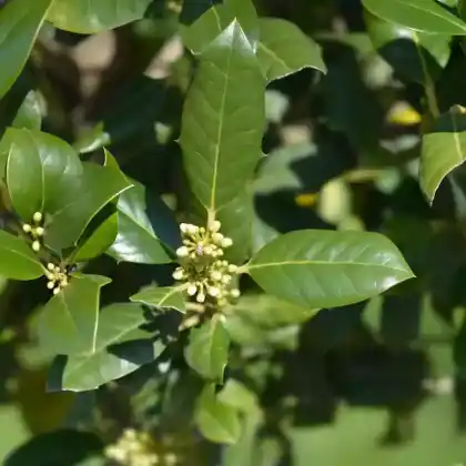 Foto von Stechpalme 'Nelly R.Stevens' (Ilex 'Nellie R. Stevens')