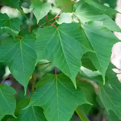 Foto von Schlangenhaut-Ahorn (Acer capillipes)