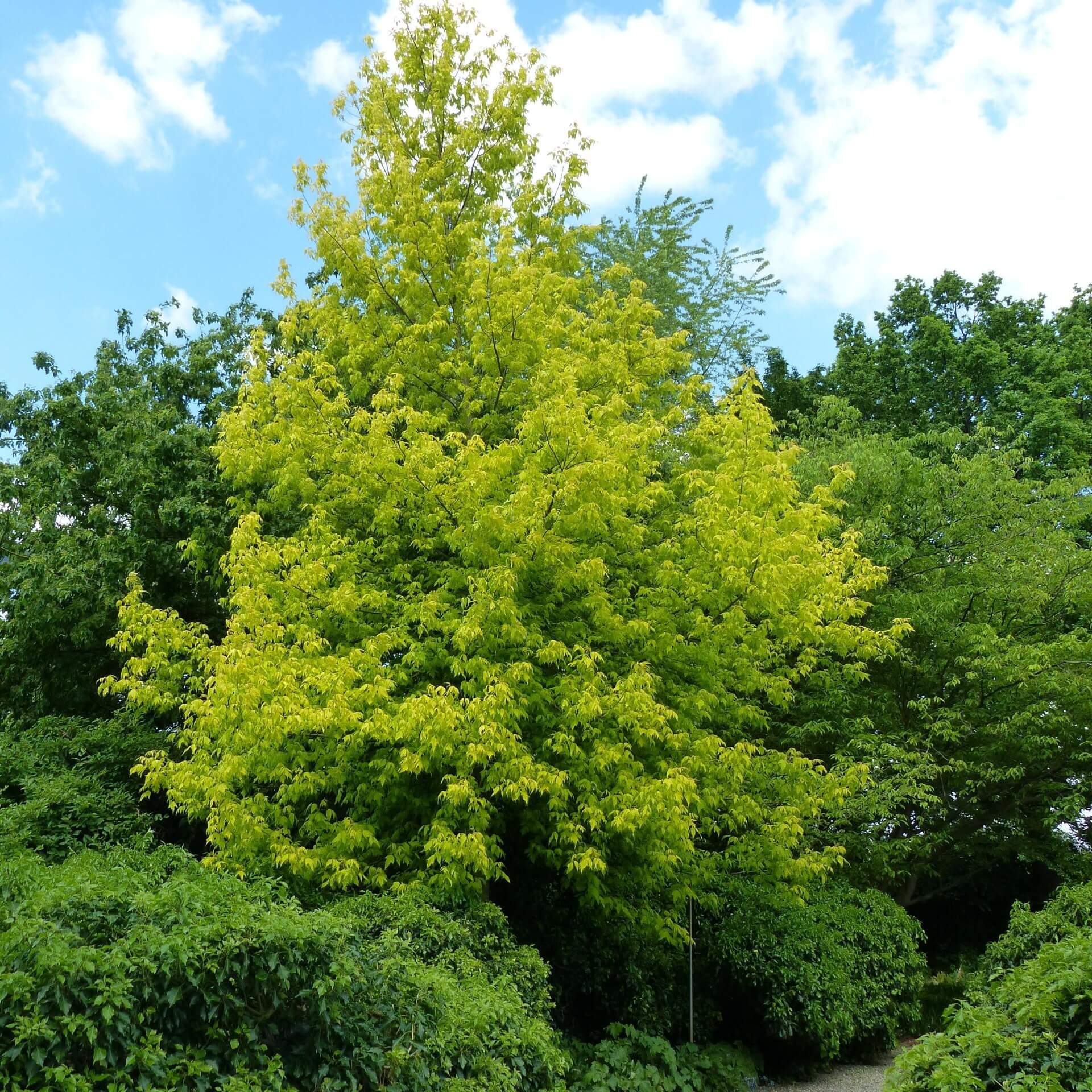 Eschenahorn 'Odessanum' (Acer negundo 'Odessanum')