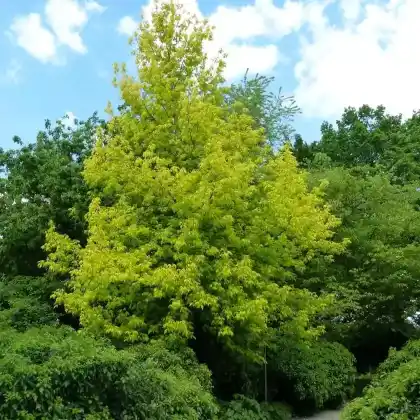 Foto von Eschenahorn 'Odessanum' (Acer negundo 'Odessanum')