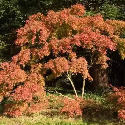 Foto von Goldgelber Fächer-Ahorn 'Aureum' (Acer palmatum 'Aureum')