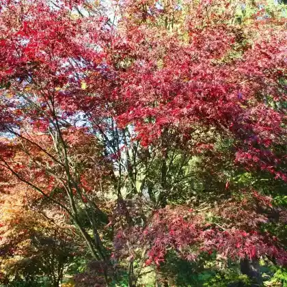 Foto von Fächer-Ahorn 'Burgundy Lace' (Acer palmatum 'Burgundy Lace')