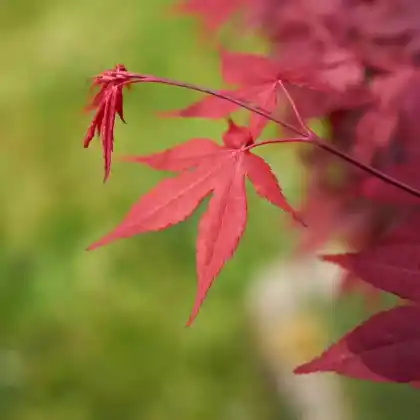 Foto von Fächer-Ahorn 'Corallinum' (Acer palmatum 'Corallinum')