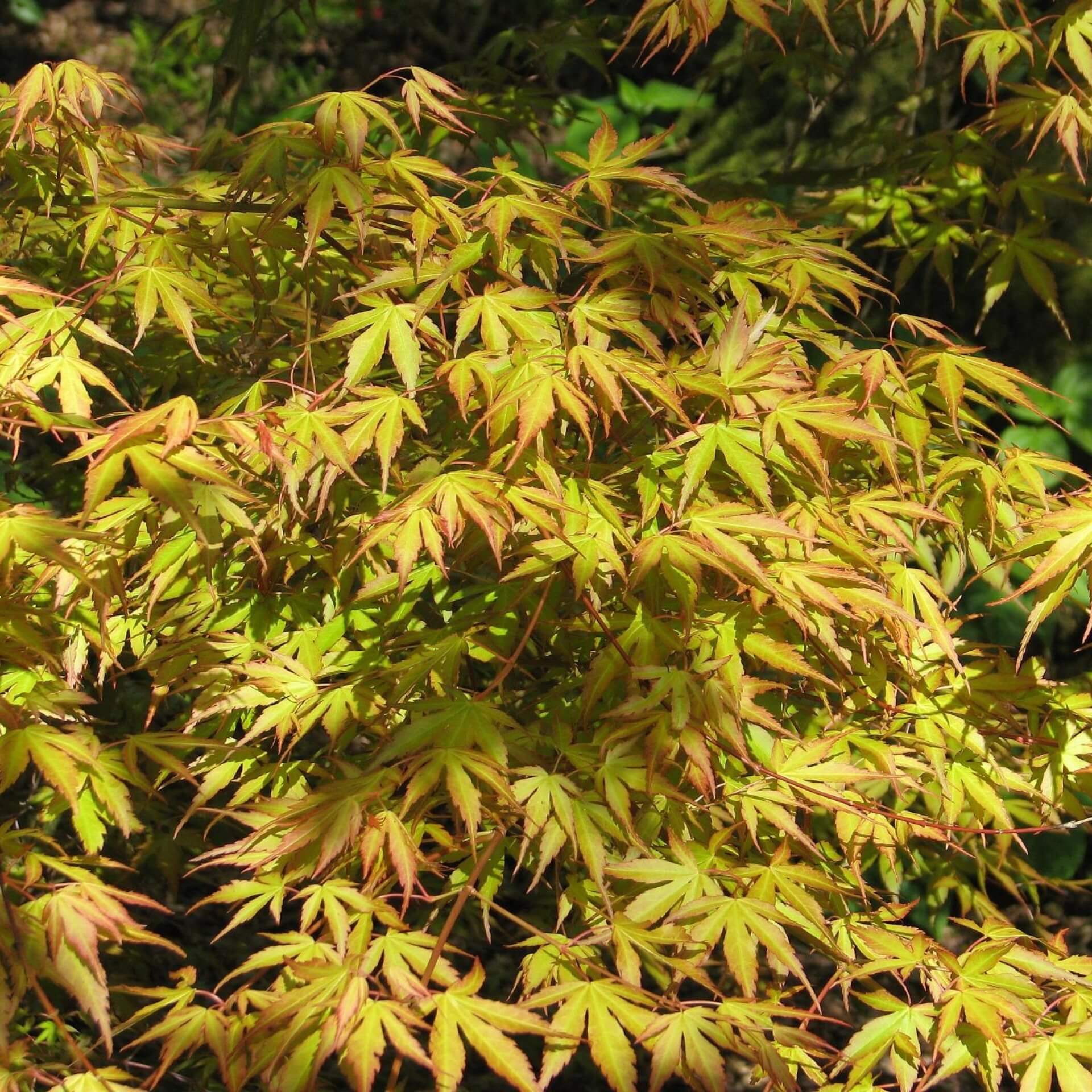 Fächerahorn 'Koreanum' (Acer palmatum 'Koreanum')
