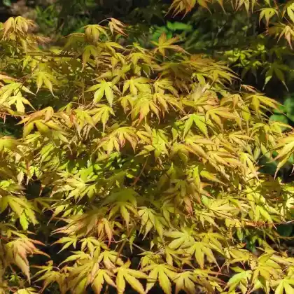 Foto von Fächerahorn 'Koreanum' (Acer palmatum 'Koreanum')