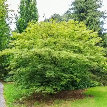Foto von Fächerahorn 'Linearilobum' (Acer palmatum 'Linearilobum')
