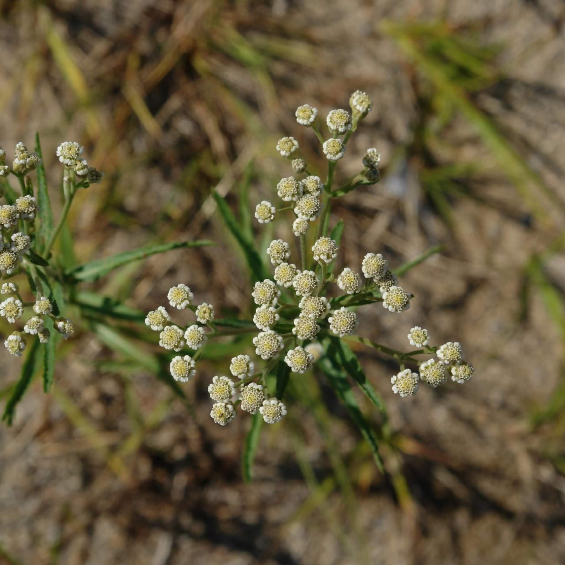 Weidenblättrige Sumpf-Schafgarbe (Achillea salicifolia)