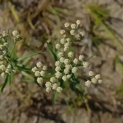 Foto von Weidenblättrige Sumpf-Schafgarbe (Achillea salicifolia)