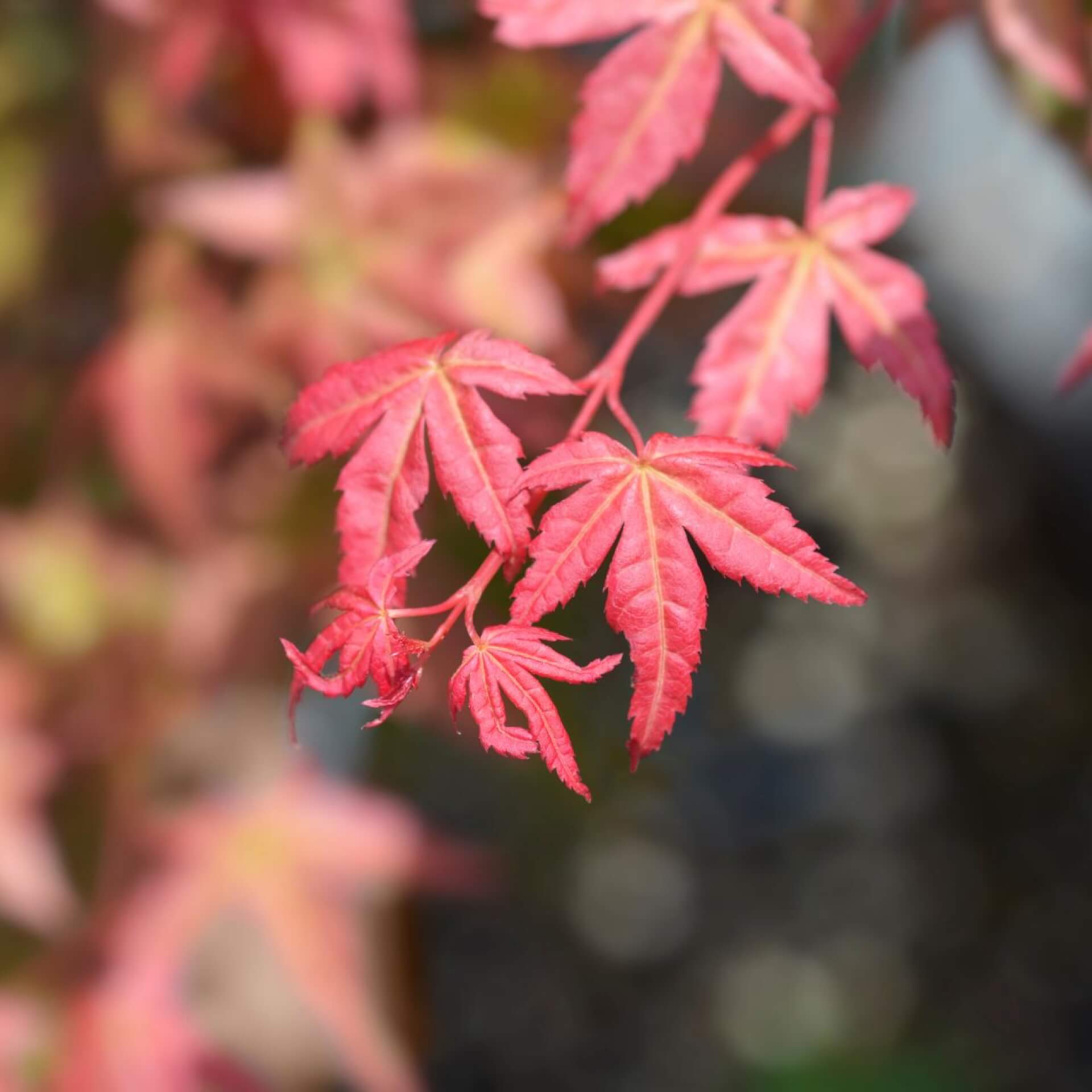 Fächerahorn 'Shin-deshojo' (Acer palmatum 'Shin-deshojo')