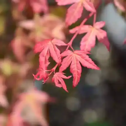 Foto von Fächerahorn 'Shin-deshojo' (Acer palmatum 'Shin-deshojo')