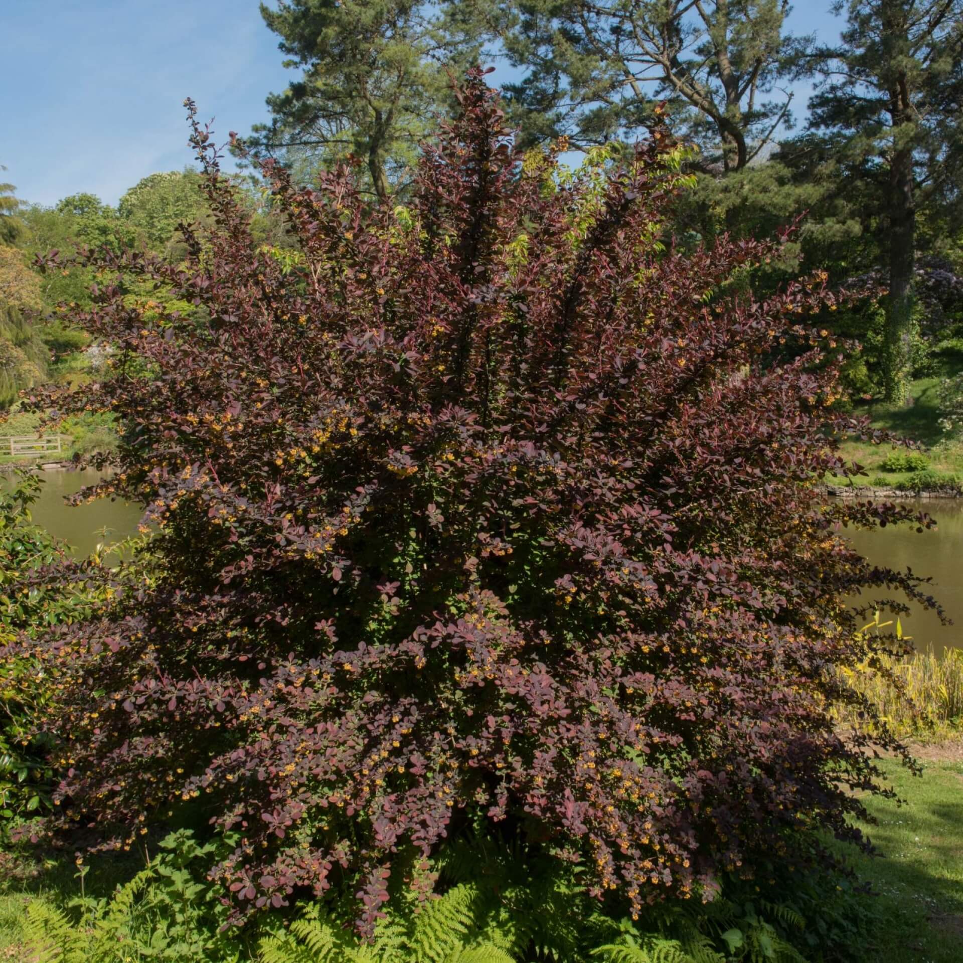 Große Blutberberitze 'Superba' (Berberis x ottawensis 'Superba')