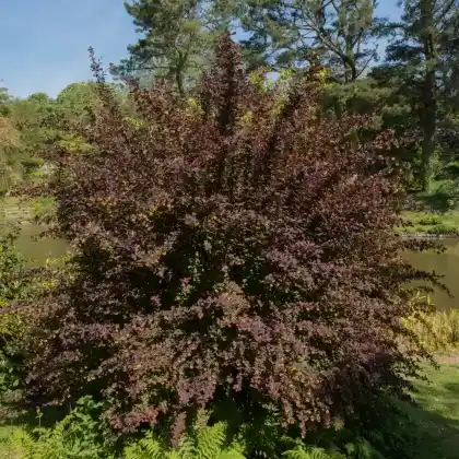 Foto von Große Blutberberitze 'Superba' (Berberis x ottawensis 'Superba')