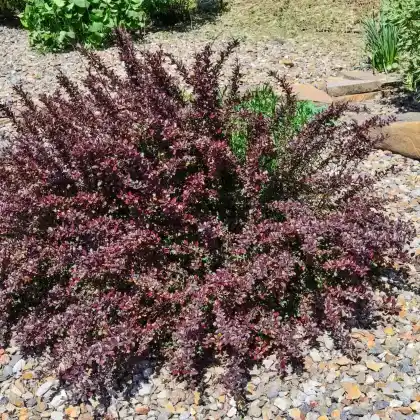 Foto von Rote Heckenberberitze 'Atropurpurea nana' (Berberis thunbergii 'Atropurpurea nana')