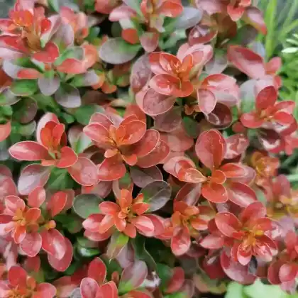 Foto von Zwerg-Berberitze 'Bagatelle' (Berberis thunbergii 'Bagatelle')