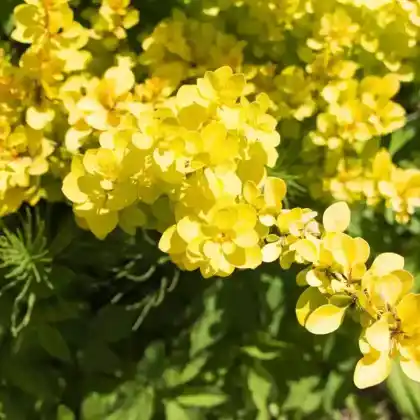 Foto von Gold-Berberitze 'Bonanza Gold' (Berberis thunbergii 'Bonanza Gold')