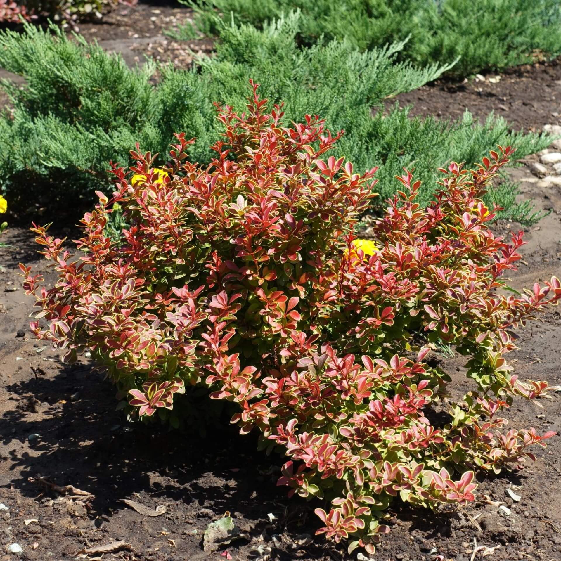 Blut-Berberitze 'Golden Ring' (Berberis thunbergii 'Golden Ring')