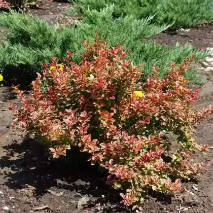Foto von Blut-Berberitze 'Golden Ring' (Berberis thunbergii 'Golden Ring')