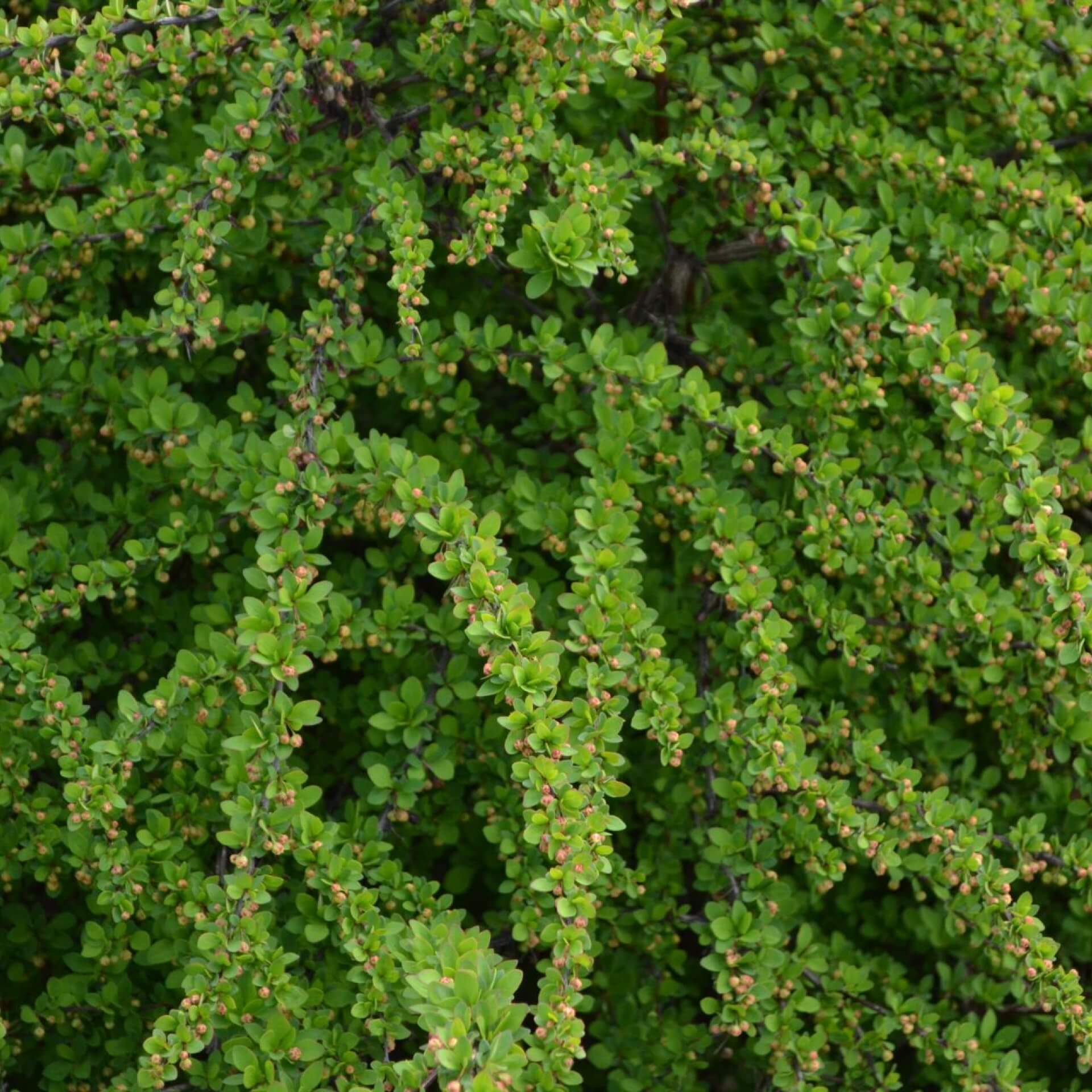 Teppich-Berberitze 'Green Carpet' (Berberis thunbergii 'Green Carpet')