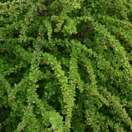 Foto von Teppich-Berberitze 'Green Carpet' (Berberis thunbergii 'Green Carpet')