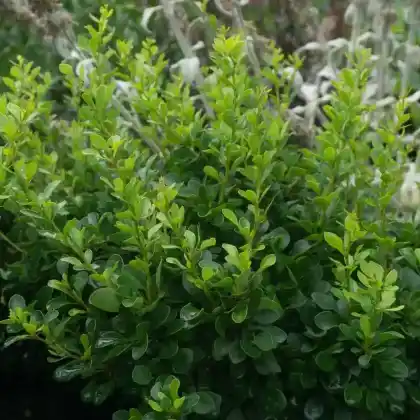 Foto von Zwergberberitze 'Kobold' (Berberis thunbergii 'Kobold')