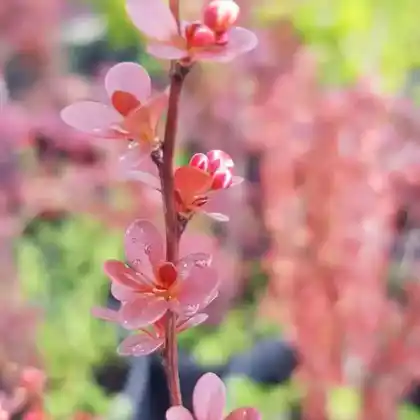 Foto von Berberitze 'Red Pillar' (Berberis thunbergii 'Red Pillar')