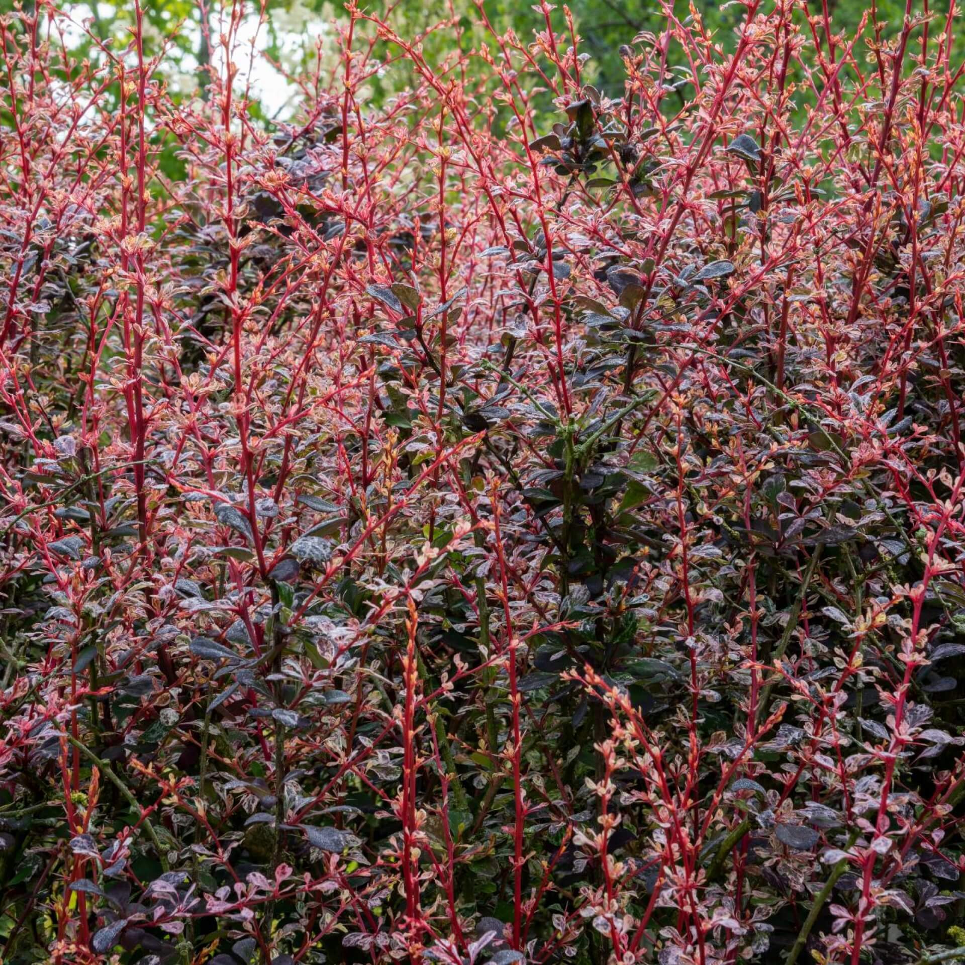 Berberitze 'Rose Glow' (Berberis thunbergii 'Rose Glow')