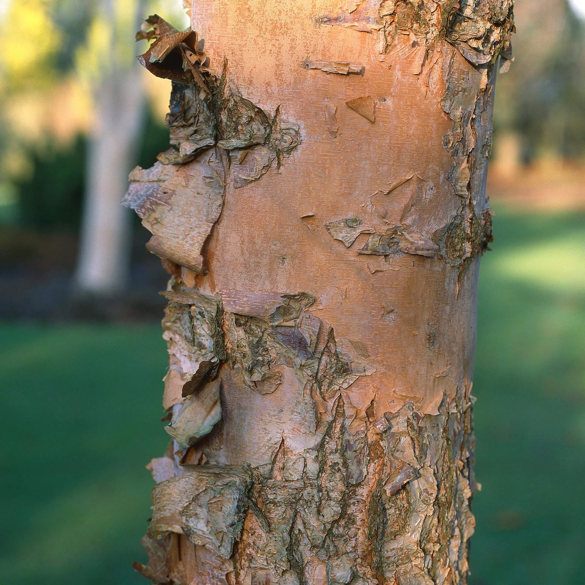 Chinesische Birke (Betula albosinensis)