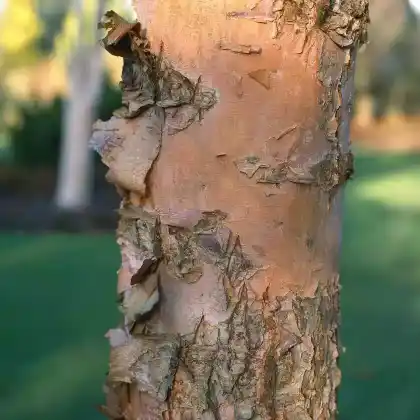 Foto von Chinesische Birke (Betula albosinensis)