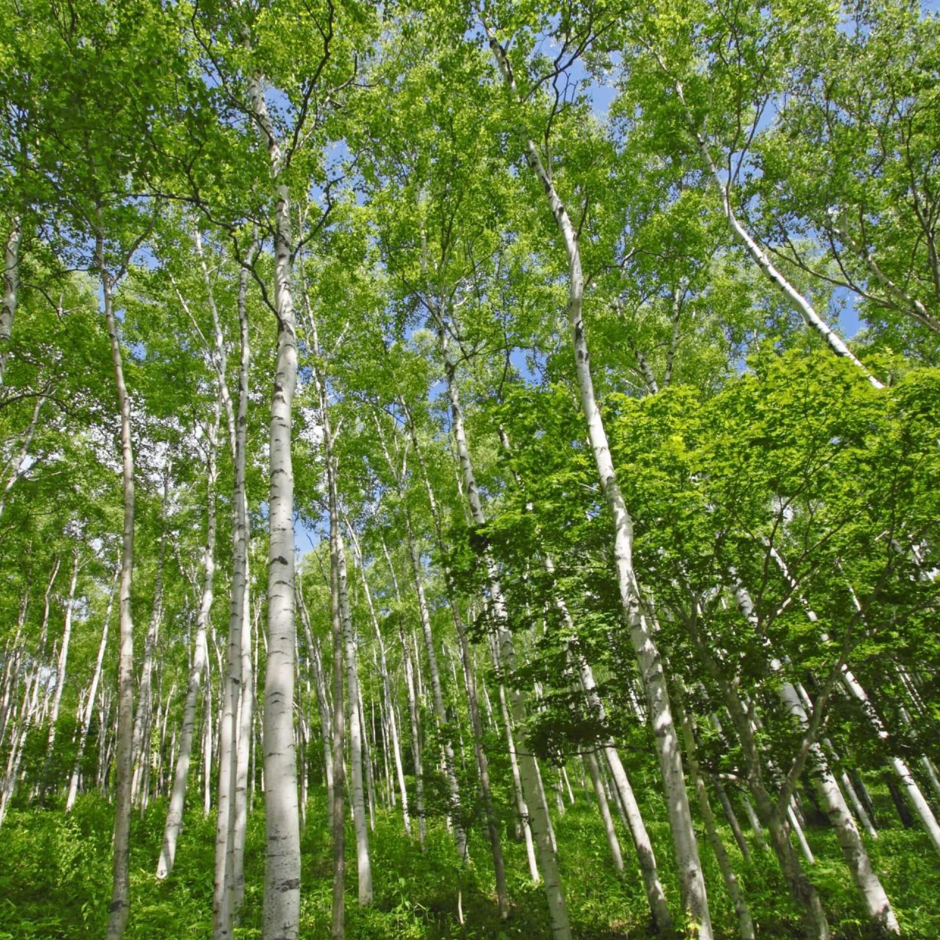 Japanische Weißbirke (Betula platyphylla var. japonica)