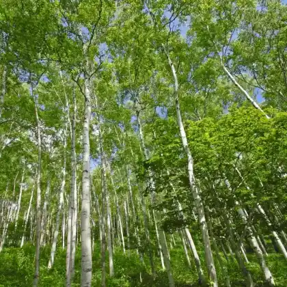 Foto von Japanische Weißbirke (Betula platyphylla var. japonica)