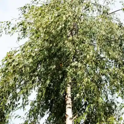 Foto von Schlitzblättrige Birke 'Dalecarlica' (Betula pendula 'Dalecarlica')