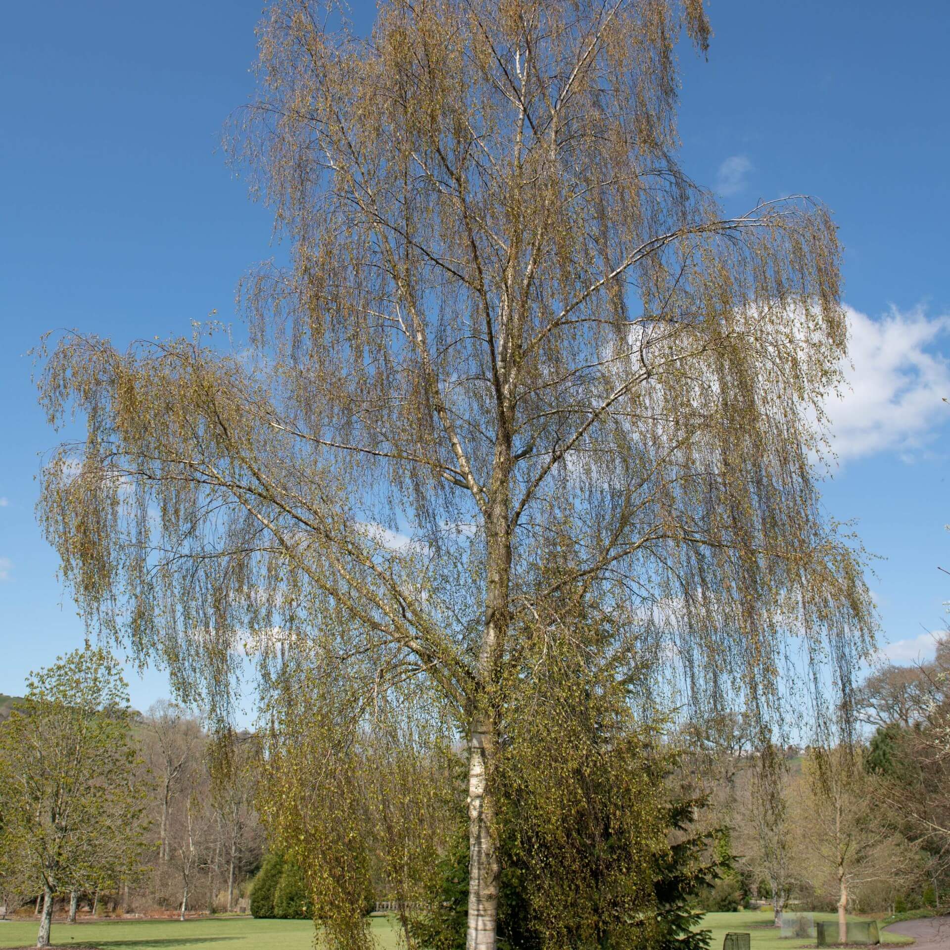 Hängebirke 'Tristis' (Betula pendula 'Tristis')