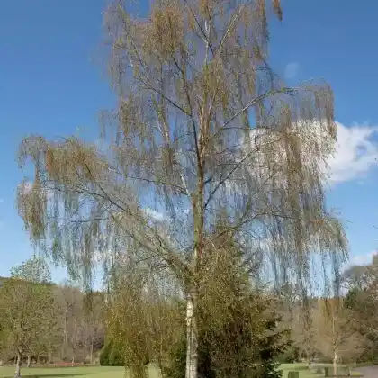 Foto von Hängebirke 'Tristis' (Betula pendula 'Tristis')