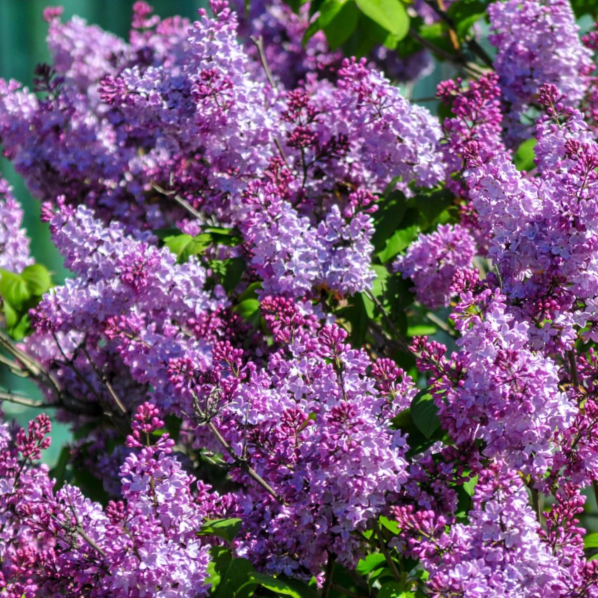 Sommerflieder ' Purple Emperor' (Buddleija davidii 'Purple Emperor')